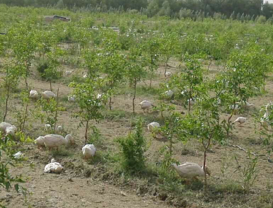 安徽六安红枣种植基地