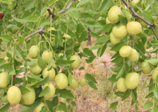 Early crispy jujube requirements for soil?