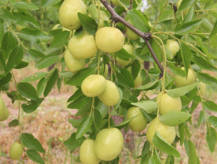 Statistics on the comparison between early crisp jujube and winter jujube