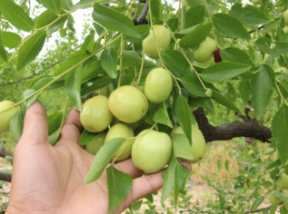 The quality and transplanting time of early crisp jujube
